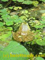 /home//u458753944/public_html/sourcegallery//Frogs/More bullfrogs/P9060088.JPG